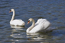 Mute Swan (Cygnus olor) pair courting, Bavaria, Germany