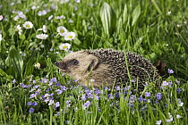 Brown-breasted Hedgehog (Erinaceus europaeus) in spring meadow, Bavaria, Germany