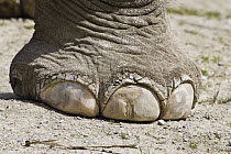 Asian Elephant (Elephas maximus) foot, native to southeast Asia