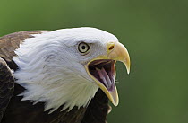 Bald Eagle (Haliaeetus leucocephalus) calling, native to North America