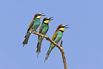 European Bee-eater (Merops apiaster) trio calling, Bulgaria