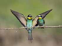 European Bee-eater (Merops apiaster) presents prey item to potential mate, Bulgaria