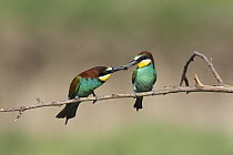 European Bee-eater (Merops apiaster) male feeding female during courtship, Bulgaria