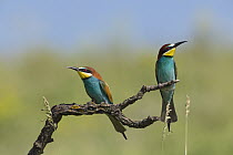 European Bee-eater (Merops apiaster) pair, Bulgaria