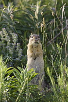 Speckled Ground Squirrel (Spermophilus suslicus) standing guard, Bulgaria