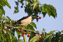 Rosy Starling (Pastor roseus) feeding on cherries, Bulgaria