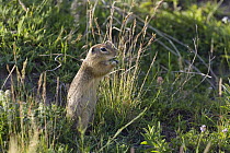 Speckled Ground Squirrel (Spermophilus suslicus) feeding, Bulgaria