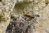 Long-legged Buzzard (Buteo rufinus) parent at nest with chicks, Bulgaria