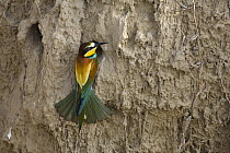 European Bee-eater (Merops apiaster) at nest cavity, Bulgaria