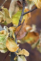 Moth (Gastropacha quercifolia) mimicking leaf, Bulgaria