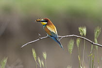 European Bee-eater (Merops apiaster) with butterfly prey, Bulgaria
