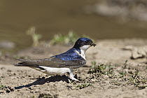 Common House Martin (Delichon urbicum) collecting clay for nest building, Europe