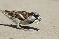 House Sparrow (Passer domesticus) with moth prey, Europe