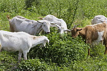 Domestic Goat (Capra hircus) group browsing on shrub, Pleven, Bulgaria