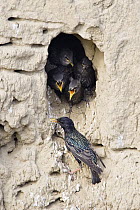 Common Starling (Sturnus vulgaris) parent at nest cavity with begging chicks, Bulgaria