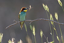 European Bee-eater (Merops apiaster) with insect prey, Bulgaria