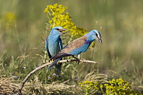 European Roller (Coracias garrulus) pair, Bulgaria