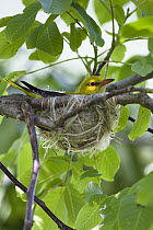 Golden Oriole (Oriolus oriolus) male in nest, Bulgaria