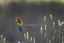 European Bee-eater (Merops apiaster), Bulgaria