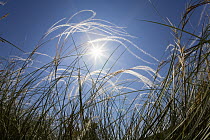 Feather Grass (Stipa pennata) field, Bulgaria