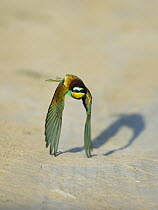 European Bee-eater (Merops apiaster) flying with wing tips touching ground, Bulgaria