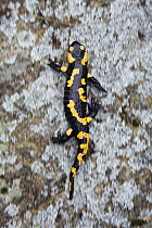 Fire Salamander (Salamandra salamandra) walking, Bulgaria