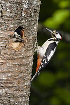 Great Spotted Woodpecker (Dendrocopos major) male at nest cavity with chick, Germany