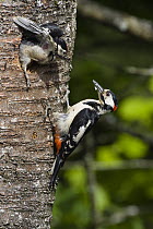 Great Spotted Woodpecker (Dendrocopos major) chick leaving nest with male outside, Germany