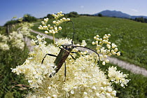 Musk Beetle (Aromia moschata) on Meadowsweet (Filipendula ulmaria) flower, Bavaria, Germany