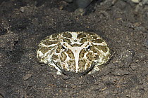 Cranwell's Horned Frog (Ceratophrys cranwelli), native to South America
