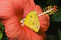 Orange-barred Sulphur (Phoebis philea) feeding on flower nectar, native to South America