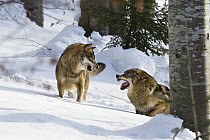Gray Wolf (Canis lupus) pair showing aggression, Bayrischer Wald National Park, Bavaria, Germany