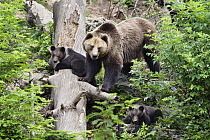 Brown Bear (Ursus arctos) mother with cubs, Bayrischer Wald National Park, Bavaria, Germany