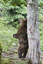 Brown Bear (Ursus arctos) female scratching its back on a tree, Bayrischer Wald National Park, Bavaria, Germany