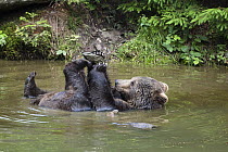Brown Bear (Ursus arctos) female playing with stone in water, Bayrischer Wald National Park, Bavaria, Germany