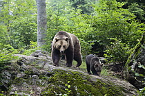 Brown Bear (Ursus arctos) mother with cub, Bayrischer Wald National Park, Bavaria, Germany