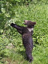 Brown Bear (Ursus arctos) cub investigating bush, Bayrischer Wald National Park, Bavaria, Germany