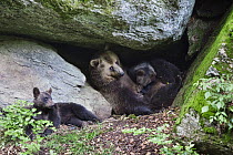 Brown Bear (Ursus arctos) mother with cubs in a cave, Bayrischer Wald National Park, Bavaria, Germany