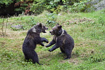 Brown Bear (Ursus arctos) cubs play-fighting, Bayrischer Wald National Park, Bavaria, Germany