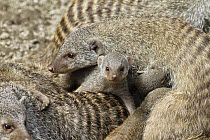 Banded Mongoose (Mungos mungo) group with babies, native to Africa