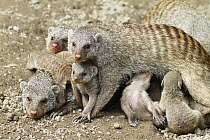 Banded Mongoose (Mungos mungo) group with babies, native to Africa