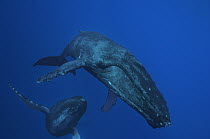 Humpback Whale (Megaptera novaeangliae) female with male escort below, Maui, Hawaii - notice must accompany publication; photo obtained under NMFS permit 0753-1599