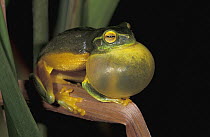 Dainty Tree Frog (Litoria gracilenta) calling, Queensland, Australia