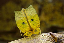 Leaf Insect (Phyllium sp) displaying tail showing false eyespots, Crater Mountain, Papua New Guinea