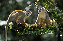 South American Squirrel Monkey (Saimiri sciureus) pair, Amacayacu National Park, Colombia