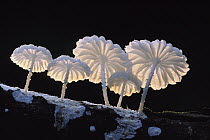 Fungus (Marasmiellus sp) growing on log, Manu National Park, Peru