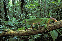 Giant Monkey Frog (Phyllomedusa bicolor) walking along branch, Tambopata Candamo Reserve, Peru