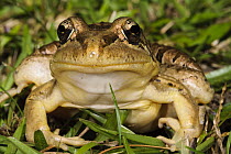 Crilloa Frog (Leptodactylus ocellatus), Sao Paulo, Brazil