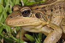 Crilloa Frog (Leptodactylus ocellatus) showing ear, Sao Paulo, Brazil