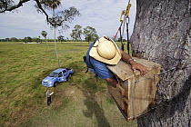 Hyacinth Macaw (Anodorhynchus hyacinthinus) researcher, Cezar Correa, looking for eggs inside nest box, Pantanal, Brazil